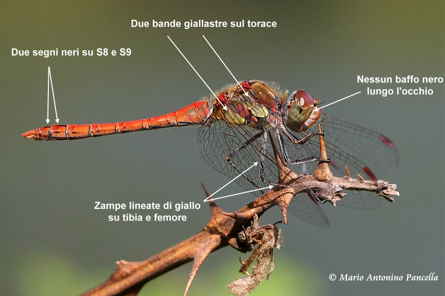 Scheda: Sympetrum striolatum